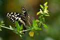 089 Afrikanischer Schwalbenschwanz - Papilio demedocus